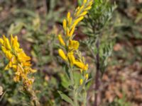 Genista tinctoria Grodreservatet, Norra hamnen, Malmö, Skåne, Sweden 20160612_0056