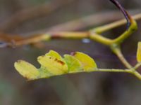 Gleditsia triacanthos 100 m OSO Albafabriken, Dalby, Lund, Skåne, Sweden 20171022_0005