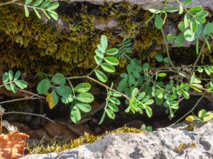 Hippocrepis emerus - Scorpion Senna - Gulkronill