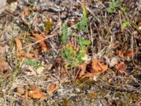 Hippocrepis emerus ssp. emerus Dröstorps alvar, Mörbylånga, Öland, Sweden 20180810_0041