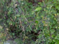 Hippocrepis emerus subsp. emeroides Sevastopol-Yalta, Crimea, Russia 20150915_0363