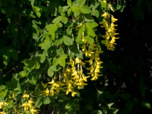 Laburnum anagyroides - Laburnum - Sydgullregn