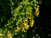 Laburnum anagyroides Magasinsgatan, Malmö, Skåne, Sweden 20160527_0039