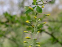 Laburnum x watereri Ollebo, Malmö, Skåne, Sweden 20190510_0135