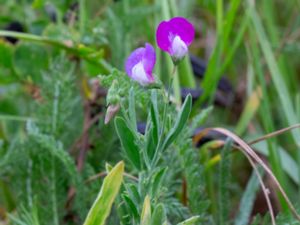 Lathyrus hirsutus - Caley Pea - Luddvial