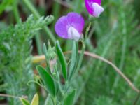 Lathyrus hirsutus Borgeby reningsverk, Lomma, Skåne, Sweden 20240622_0001