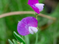 Lathyrus hirsutus Borgeby reningsverk, Lomma, Skåne, Sweden 20240622_0003