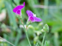 Lathyrus hirsutus Borgeby reningsverk, Lomma, Skåne, Sweden 20240622_0005