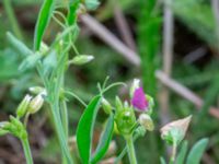 Lathyrus hirsutus Borgeby reningsverk, Lomma, Skåne, Sweden 20240622_0007