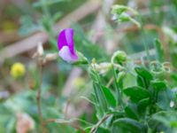 Lathyrus hirsutus Borgeby reningsverk, Lomma, Skåne, Sweden 20240622_0010