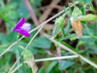 Lathyrus hirsutus Borgeby reningsverk, Lomma, Skåne, Sweden 20240622_0011