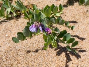 Lathyrus japonicus - Sea Pea - Strandvial