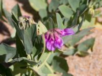 Lathyrus japonicus Vårhallen, Simrishamn, Skåne, Sweden 20160606_0094