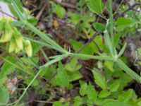 Lathyrus latifolius ssp. heterophyllus Ruderatmark N infarten, Limhamns kalkbrott, Malmö, Skåne, Sweden 20210703_0039