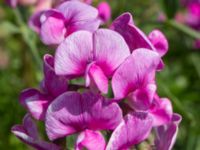 Lathyrus latifolius ssp. heterophyllus Strandhem, Bunkeflo strandängar, Malmö, Skåne, Sweden 20170706_0013