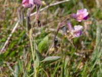 Lathyrus linifolius Käglinge hästbacke, Malmö, Skåne, Sweden 20200521_0087