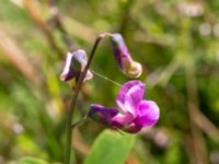 Lathyrus linifolius Strönasjön, Osby, Skåne, Sweden 20200731_0128