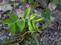 Lathyrus linifolius Vackerslätt, Nybro, Småland, Sweden 20150704_0470