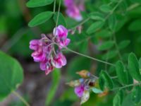 Lathyrus niger Marmorbruket, Krokek, Norrköping, Östergötland, Sweden 20190608_0329