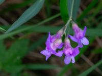 Lathyrus palustris Fuktängen, Toarp, Malmö, Skåne, Sweden 20240525_0107