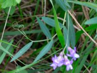 Lathyrus palustris Fuktängen, Toarp, Malmö, Skåne, Sweden 20240525_0109