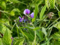 Lathyrus palustris Toarpsdammen, Malmö, Skåne, Sweden 20170627_0126