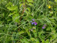 Lathyrus palustris Toarpsdammen, Malmö, Skåne, Sweden 20170627_0129