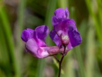 Lathyrus palustris Toarpsdammen, Malmö, Skåne, Sweden 20190621_0158