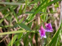 Lathyrus sylvestris Fuktängen Toarpsdammen, Toarp, Malmö, Skåne, Sweden 20220601_0076