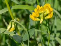 Lathyrus pratensis Björka, Helsingborg, Skåne, Sweden 20240601_0058