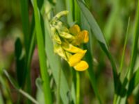 Lathyrus pratensis Björka, Helsingborg, Skåne, Sweden 20240601_0060