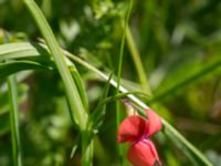 Lathyrus sphaericus Solviken, Mölle, Höganäs, Skåne, Sweden 20150515_0090