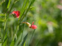 Lathyrus sphaericus Solviken, Mölle, Höganäs, Skåne, Sweden 20150515_0114