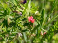 Lathyrus sphaericus Solviken, Mölle, Höganäs, Skåne, Sweden 20150515_0117