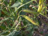 Lathyrus sylvestris Truckvägen, Norje, Sölvesborg, Blekinge, Sweden 20180808_0022