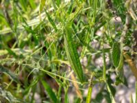 Lathyrus sylvestris Truckvägen, Norje, Sölvesborg, Blekinge, Sweden 20180808_0024