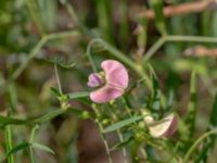 Lathyrus sylvestris Truckvägen, Norje, Sölvesborg, Blekinge, Sweden 20180808_0026