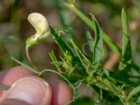 Lathyrus sylvestris Truckvägen, Norje, Sölvesborg, Blekinge, Sweden 20180808_0028