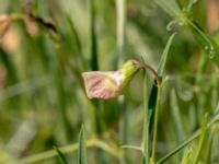 Lathyrus sylvestris Truckvägen, Norje, Sölvesborg, Blekinge, Sweden 20180808_0029