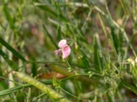 Lathyrus sylvestris Truckvägen, Norje, Sölvesborg, Blekinge, Sweden 20180808_0030