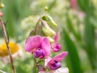 Lathyrus sylvestris Vanningen, Vellinge, Skåne, Sweden 20240613_0028