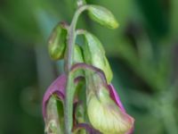 Lathyrus sylvestris Vanningen, Vellinge, Skåne, Sweden 20240613_0029