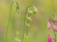 Lathyrus tuberosus Klosterängshöjden, Lund, Skåne, Sweden 20170710_0115