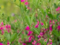 Lathyrus tuberosus Klosterängshöjden, Lund, Skåne, Sweden 20170710_0117