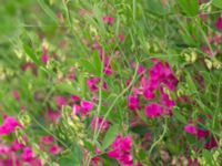 Lathyrus tuberosus Klosterängshöjden, Lund, Skåne, Sweden 20170710_0118