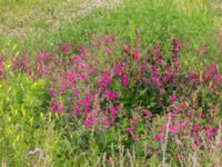 Lathyrus tuberosus Klosterängshöjden, Lund, Skåne, Sweden 20170710_0125