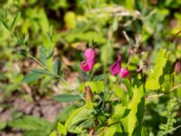 Lathyrus tuberosus Ulricedal, Malmö, Skåne, Sweden 20190712_0016