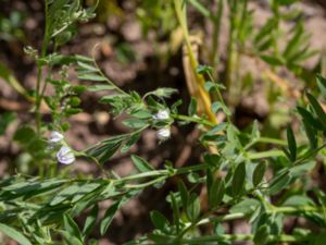 Lens culinaris - Lentil - Lins