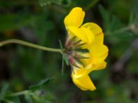 Lotus corniculatus Svanetorpsvägen, Åkarp, Lomma, Skåne, Sweden 20150603_0038