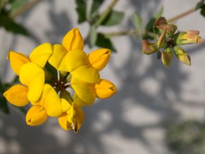 Lotus pedunculatus - Greater Bird's-foot-trefoil - Sumpkäringtand